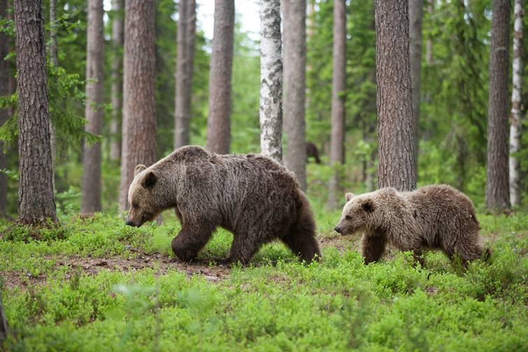 Brown bear (Ursus arctos) mother and cub walking through forest, Martinselkonen, Finland, June 2008.
